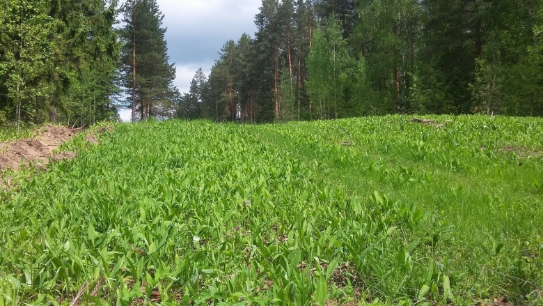 Суводский Бор Советский район Кировская область