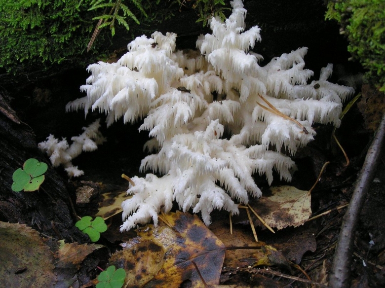 Растения заповедника Нургуш Кировская область