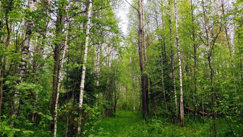 Лес кировской области