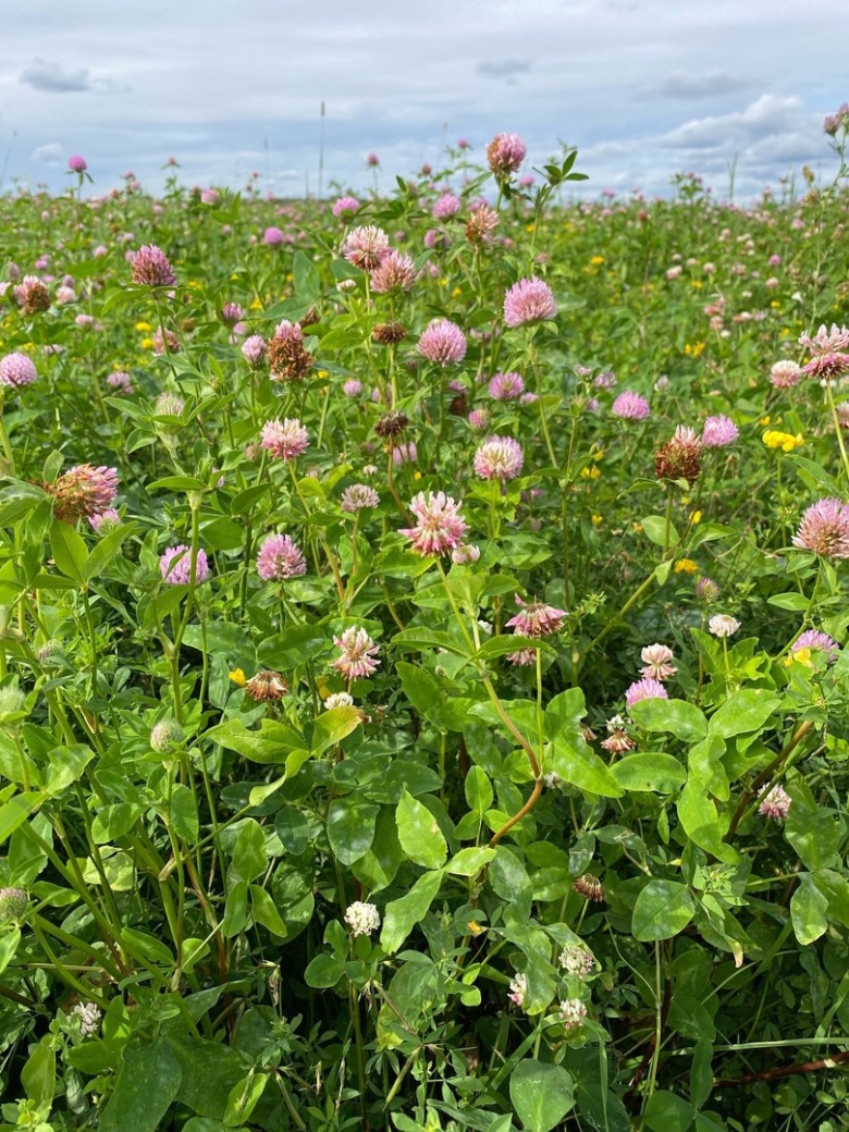 Клевер луговой