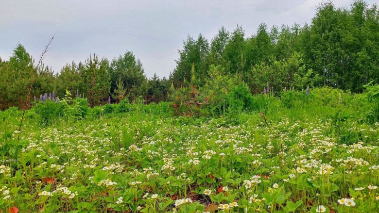 Кировская область Юрья природа