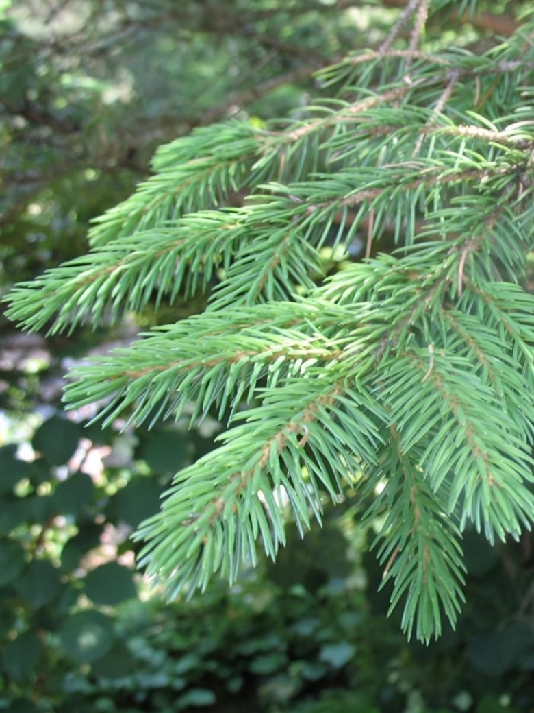 Picea likiangensis