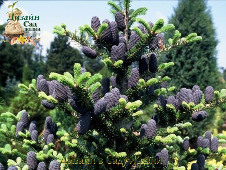 Пихта Абиес Кореана