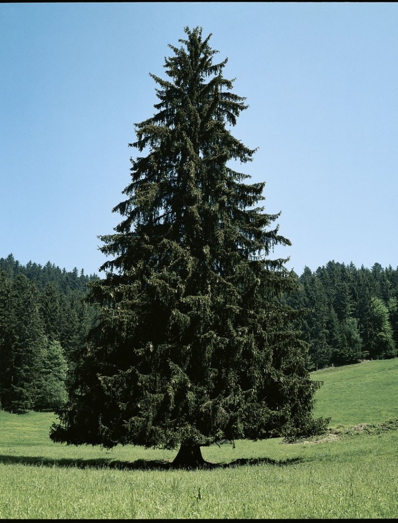 Ель Сибирская Picea obovata