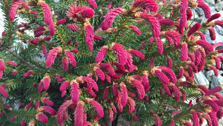 Ель обыкновенная Rydal