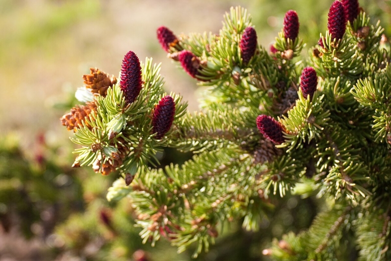 Ель Сибирская Picea obovata