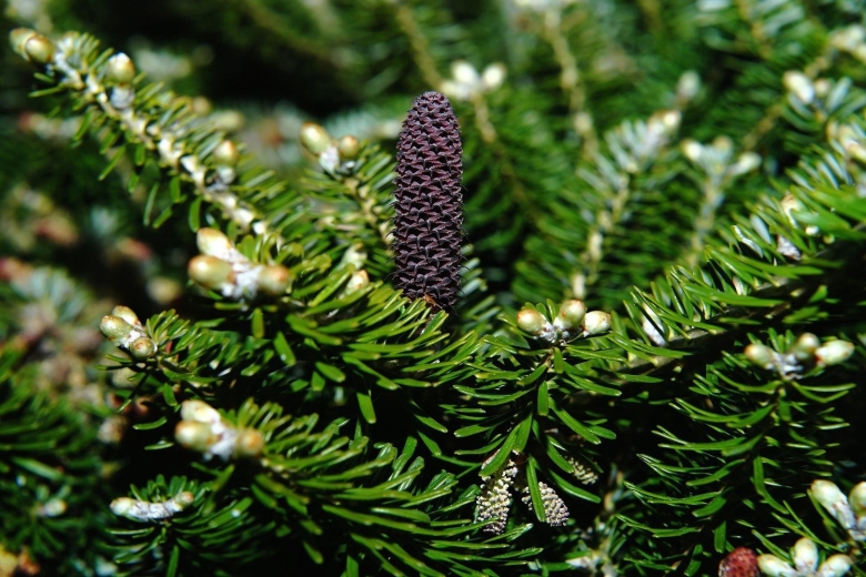 Ель Сибирская Picea obovata