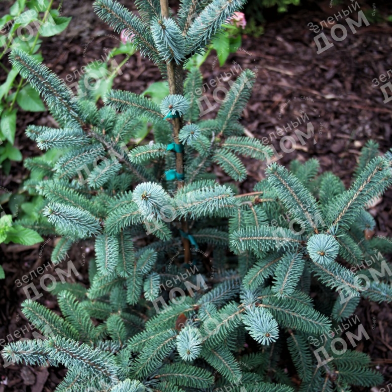 Picea likiangensis