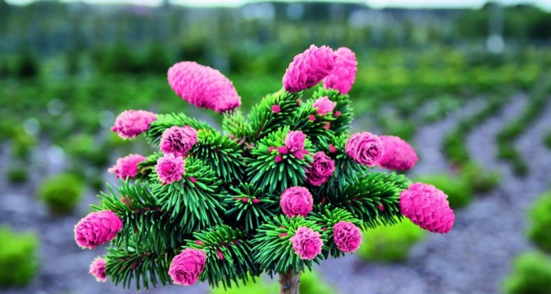 Picea Abies Medusa на штамбе