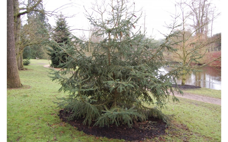 Ель пурпурная или лицзянская