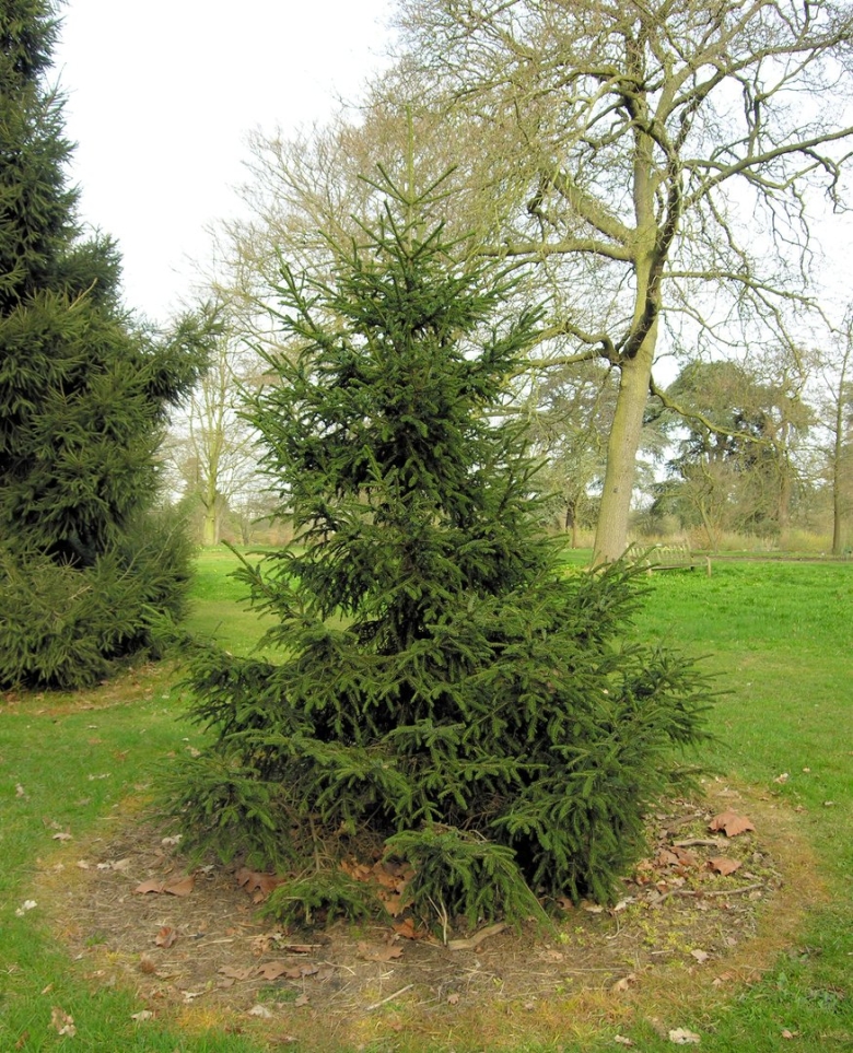 Picea likiangensis