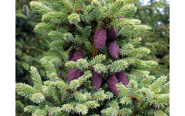 Ель черная picea mariana
