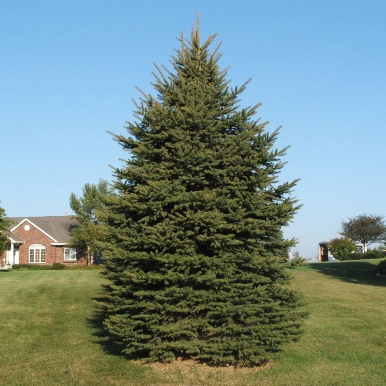 Ель обыкновенная Виллс цверг