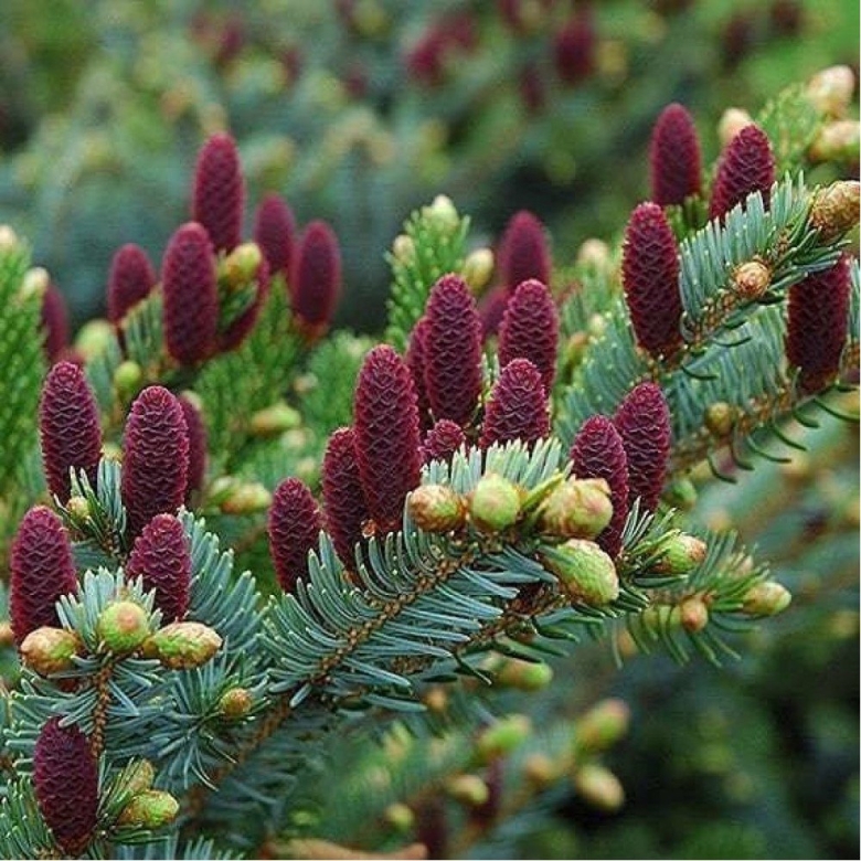 Ель обыкновенная акрокона