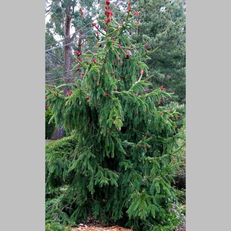 Ель обыкновенная Акрокона