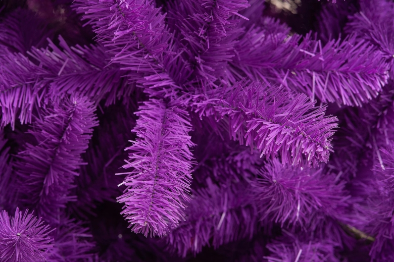 Ветви ели сиреневые