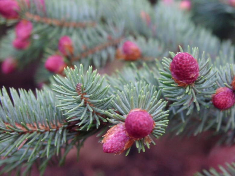 Picea pungens prostrata