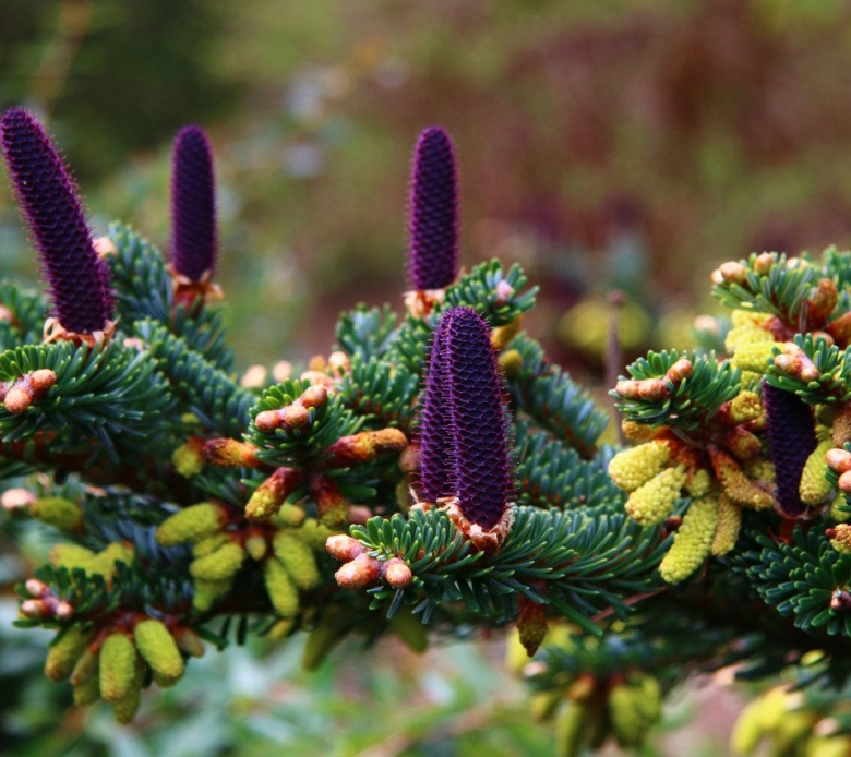 Пихта Нордмана шишки