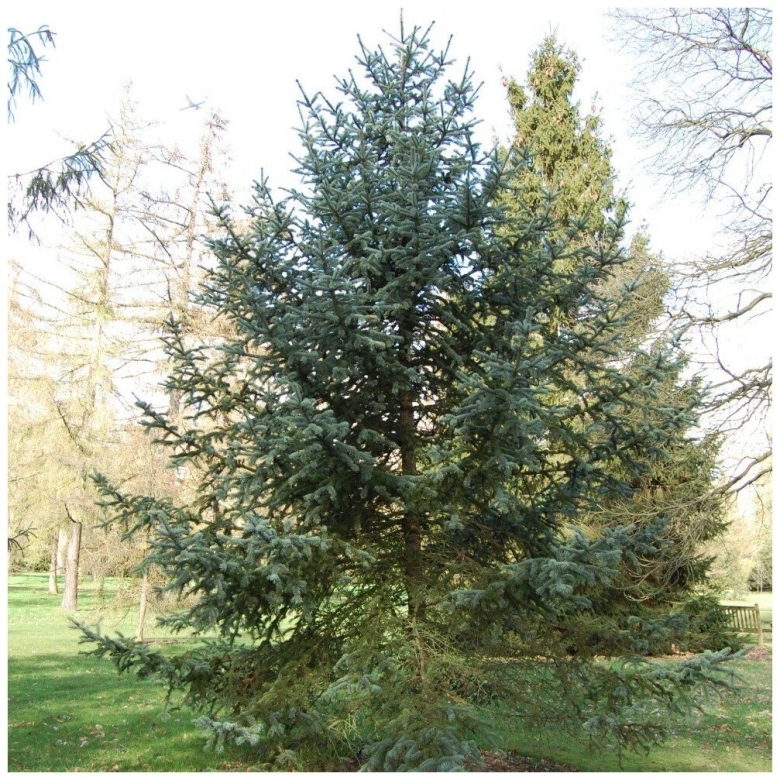 Ель сибирская picea obovata