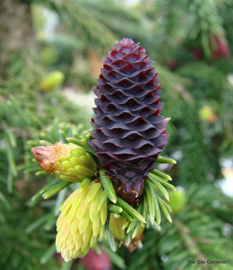 Picea likiangensis purpurea