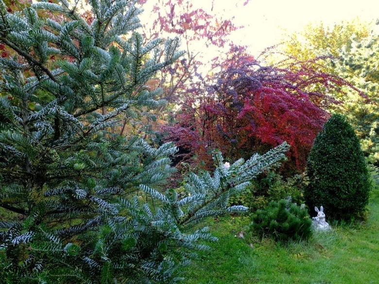 Пихта корейская Silberlocke