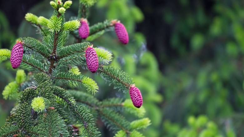 Пихта Акрокона