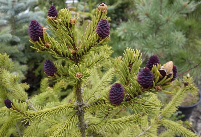 Picea obovata