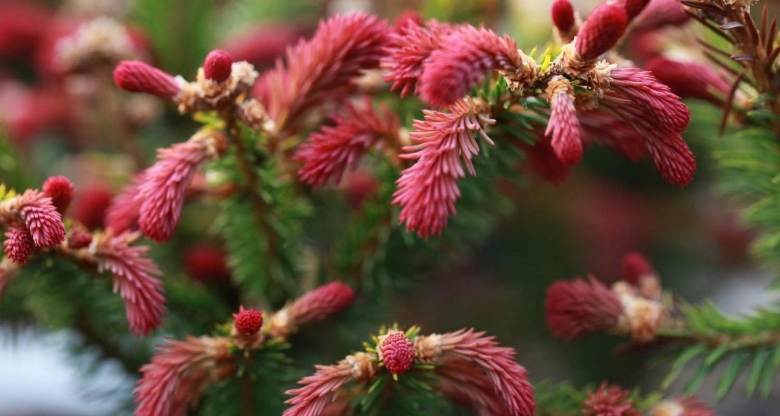 Ель picea abies rydal