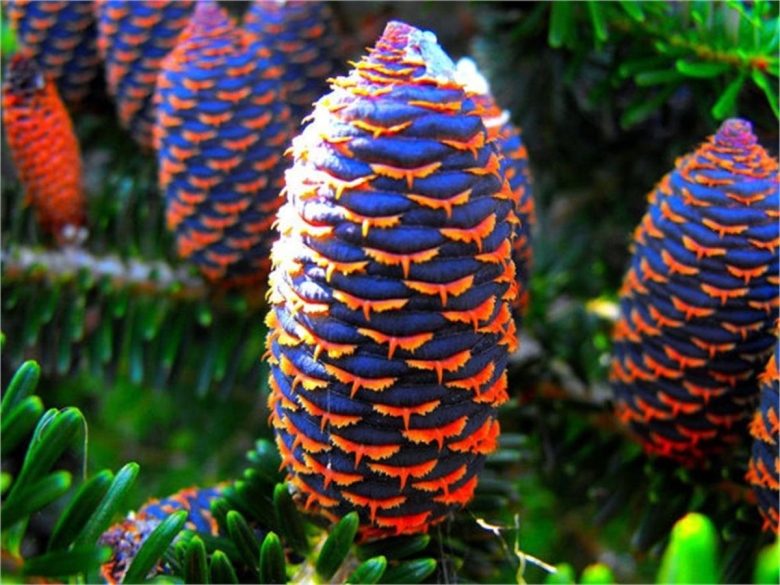 Пихта Абиес Кореана