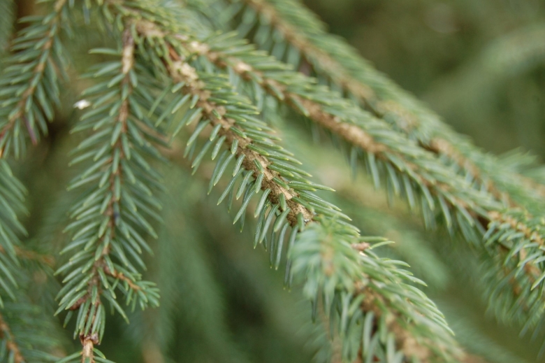 Ель ликиангинская