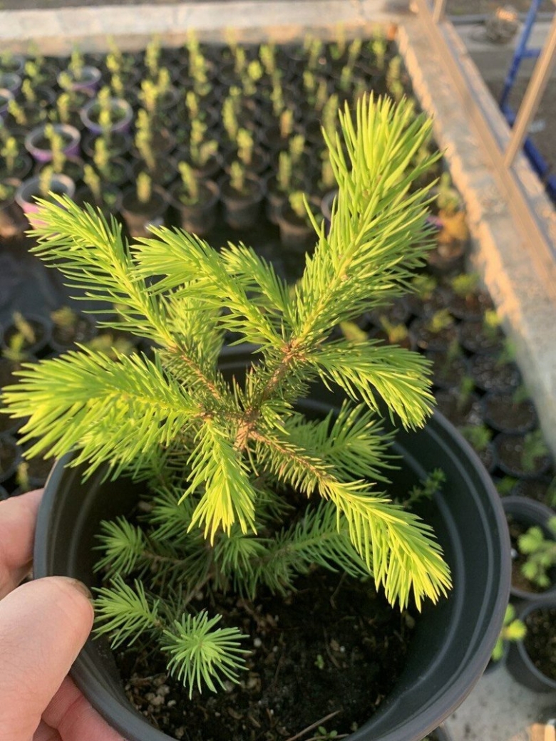 Ель обыкновенная литтл джем