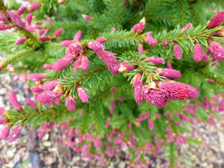 Ель обыкновенная круента (picea abies cruenta)