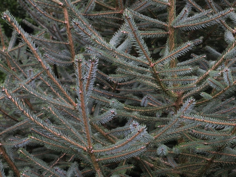 Picea likiangensis var rubescens