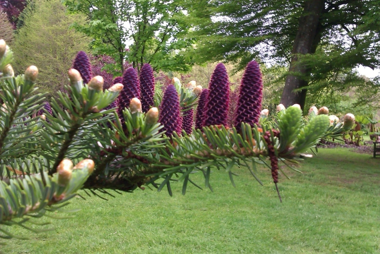 Пихта Абиес Кореана