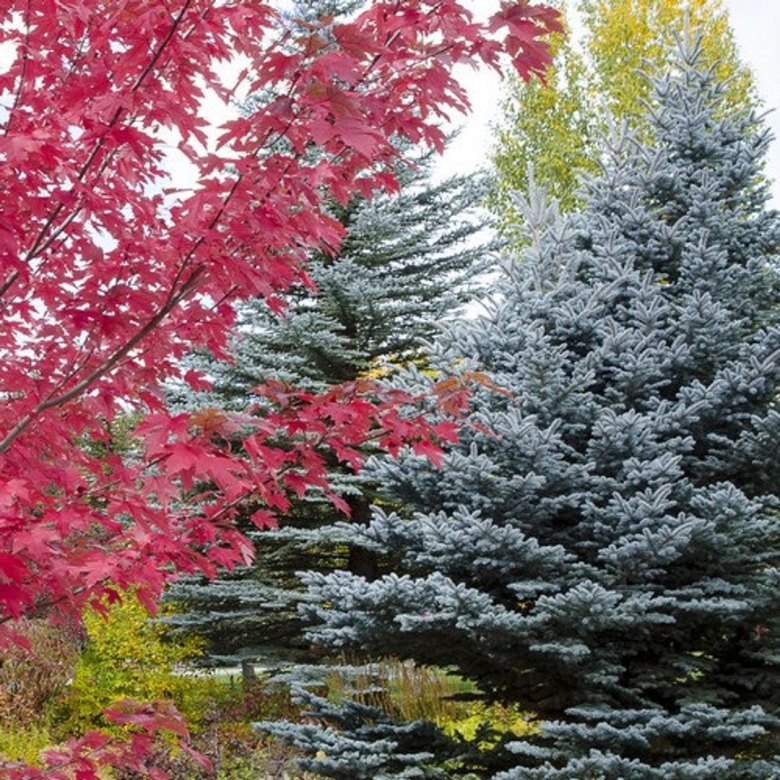 Ель голубая повислая