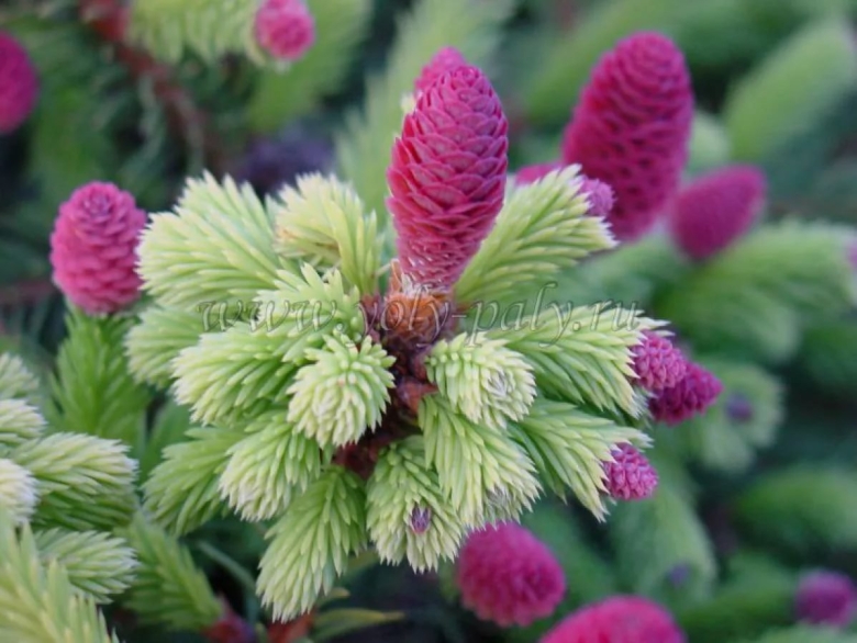 Полярная роза лиственница