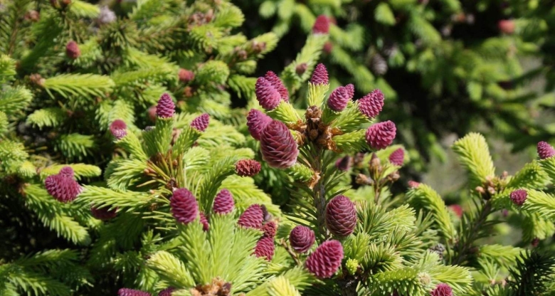 Picea abies (ель обыкновенная) 'pusch'