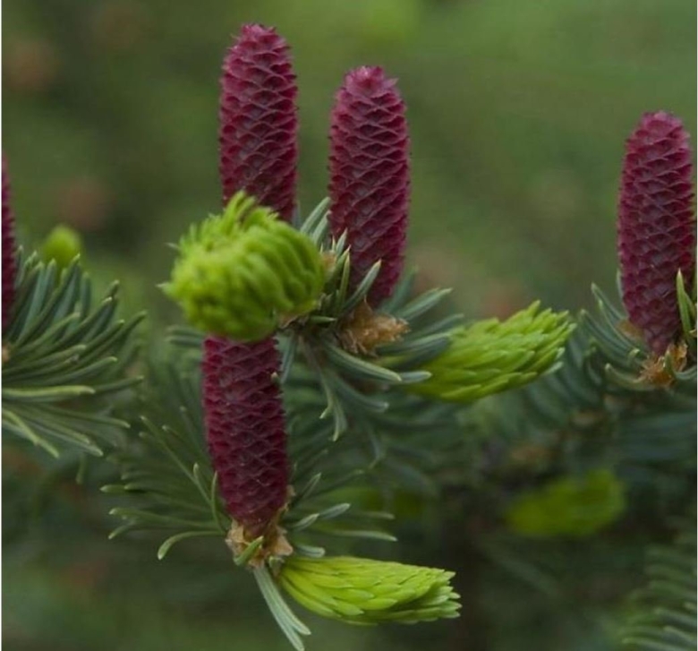 Пихта Акрокона
