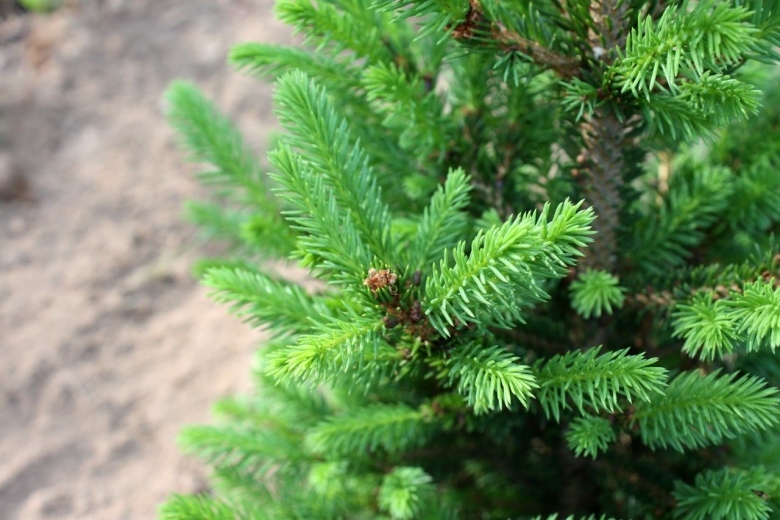 Ель сибирская picea obovata