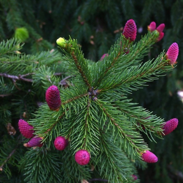 Пихта Акрокона