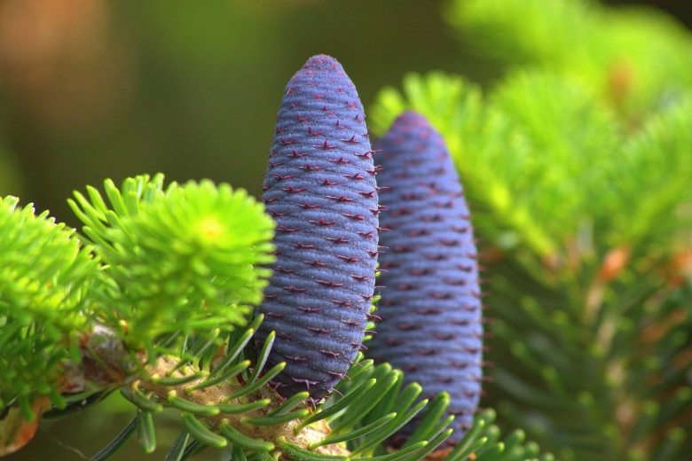 Пихта корейская Abies Koreana