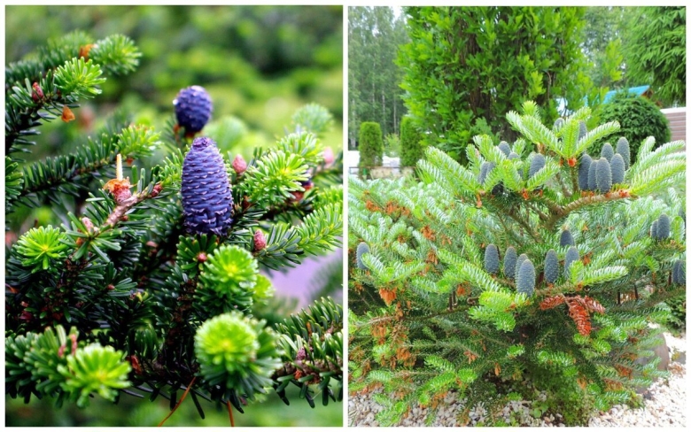 Пихта абиес кореана