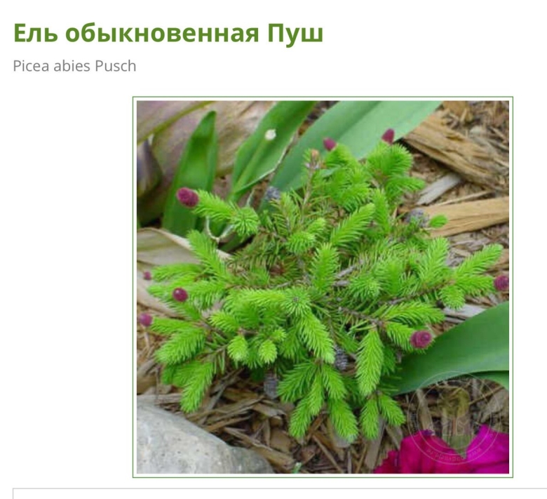 Ель обыкновенная пуш