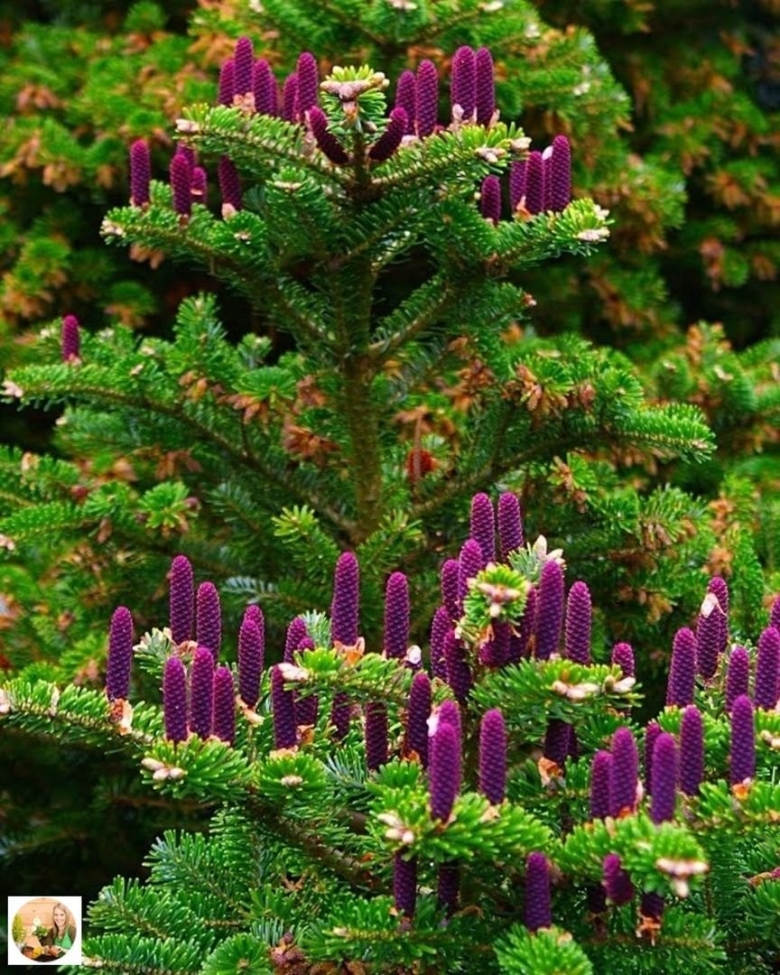 Пихта корейская абиес кореана