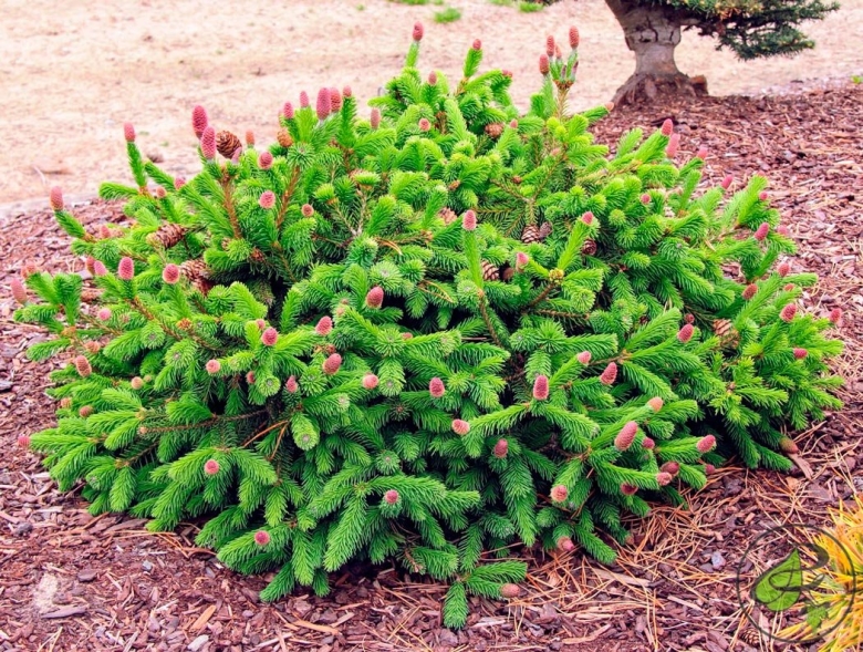 Ель обыкновенная акрокона