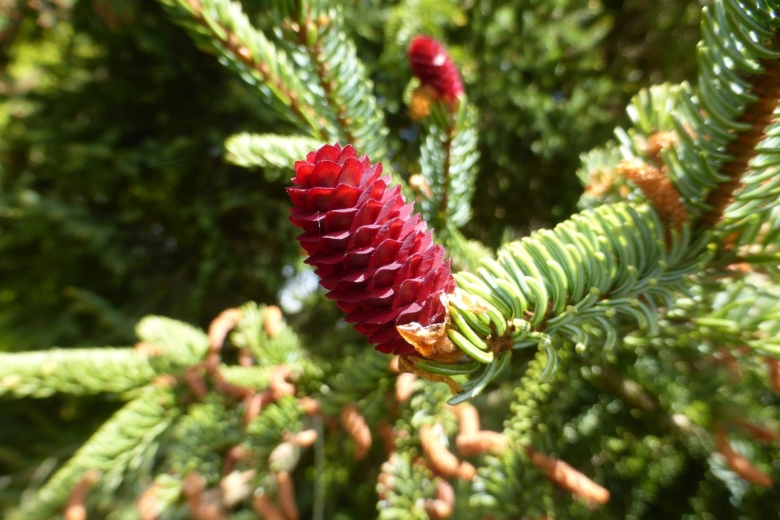Picea likiangensis