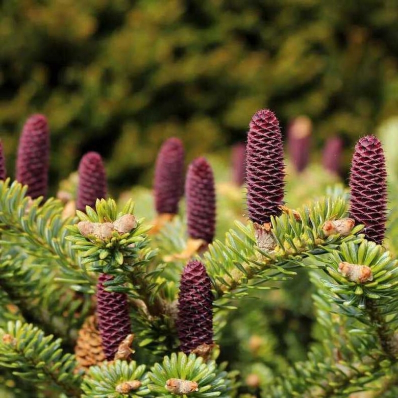 Пихта Сибирская шишки