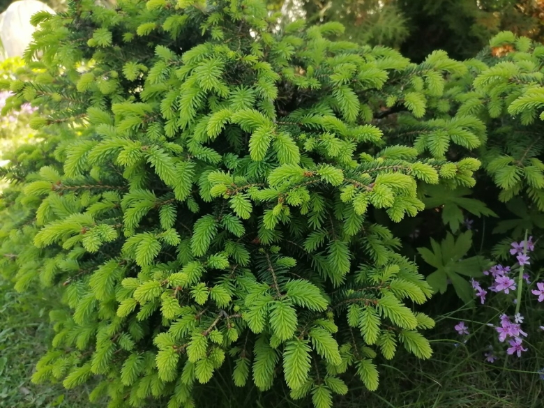 Ель обыкновенная нидиформис