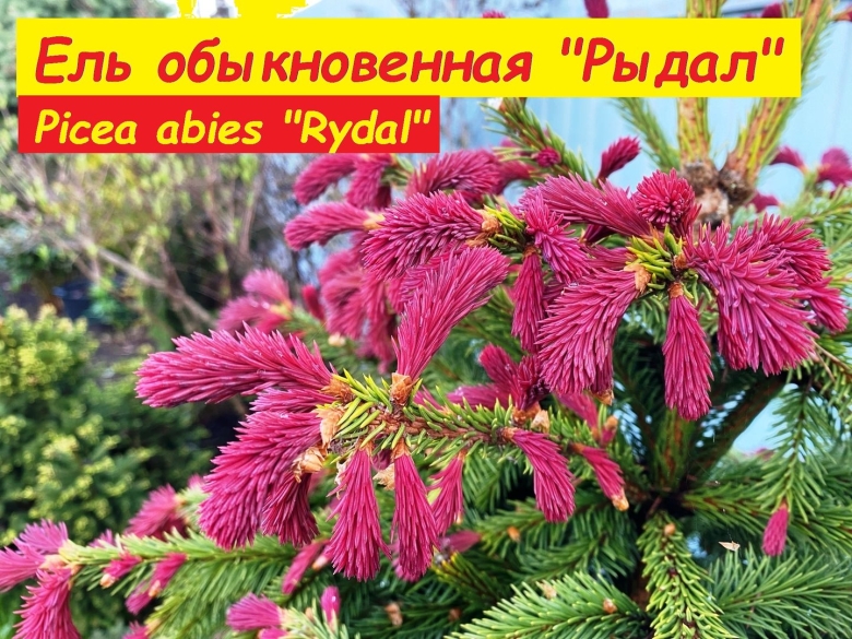 Ель ридал rydal