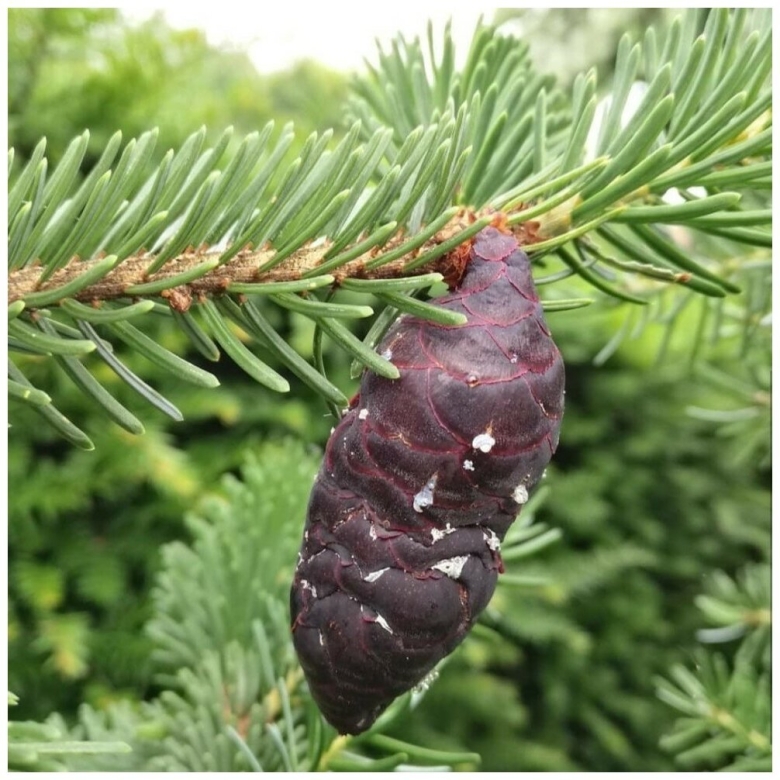 Ель глена (picea glehnii)